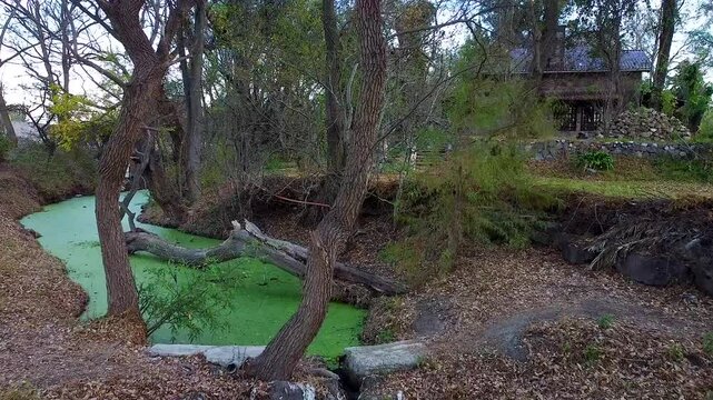 Toma de un lago con moho entre los arboles