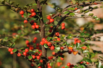 Interesting plants in the garden