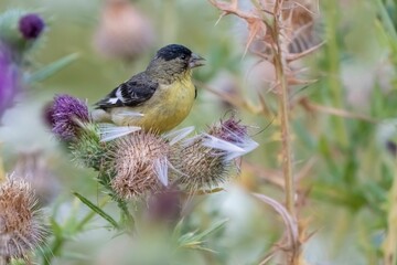 Yellow bird on thistle in nature