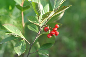 Interesting plants in the garden