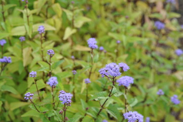 Interesting plants in the garden