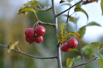 Interesting plants in the garden
