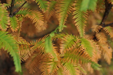 Interesting plants in the garden