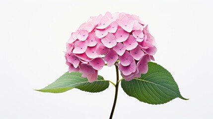 A stunning pink hydrangea flower stands out with its vibrant petals, perfect for brightening any floral display.