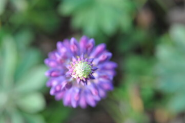 Obraz premium Purple pink flowers and plants in the garden