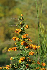 Interesting plants in the garden