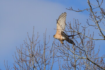 Red shouldered hawk inflight against clear blue sky. 