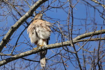 Red shouldered hawk perched on limb against blue sky. 
