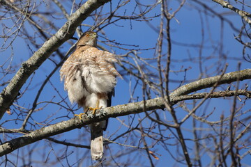 Red shouldered hawk perched on limb against blue sky. 