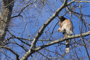 Red shouldered hawk perched on limb against blue sky. 