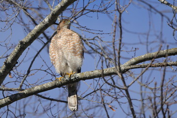 Red shouldered hawk perched on limb against blue sky. 