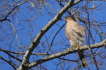 Red shouldered hawk perched on limb against blue sky. 