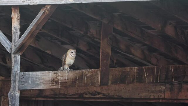 A Barn Owl lands on the rafter of an open shed with the wind ruffling its feathers. It looks around and startles for a moment before calming again and briefly watches something on the ground.