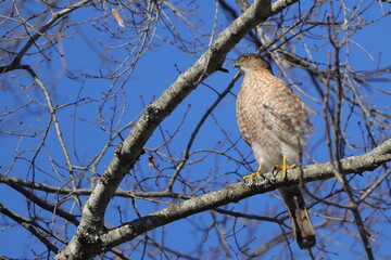 Red shouldered hawk perched on limb against blue sky. 