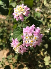gardin flowers