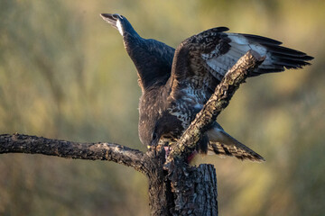 Common buzzard (Buteo buteo) photographed in Spain