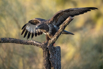 Common buzzard (Buteo buteo) photographed in Spain