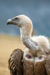 Griffon vulture (Gyps fulvus) photographed in Spain