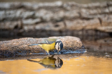 Common Blue Tit (Cyanistes caeruleus) photographed in Spain