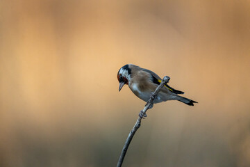 European Goldfinch (Carduelis carduelis) photographed in Spain