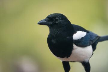 Common Magpie (Pica pica) photographed in Spain