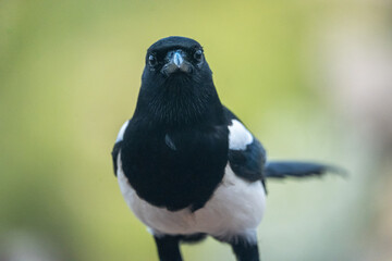 Fototapeta premium Common Magpie (Pica pica) photographed in Spain