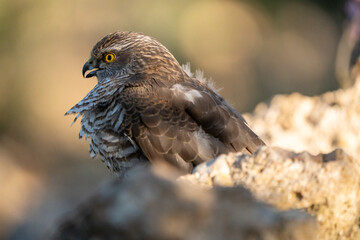 Common Sparrowhawk (Accipiter nisus) photographed in Spain