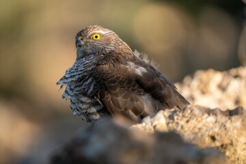 Common Sparrowhawk (Accipiter nisus) photographed in Spain