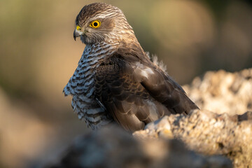 Common Sparrowhawk (Accipiter nisus) photographed in Spain