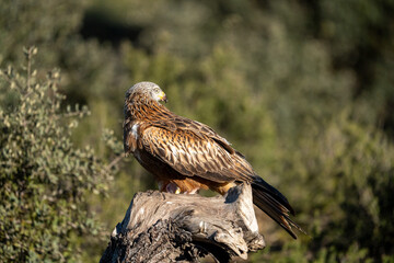 Red Kite (Milvus milvus) photographed in Spain