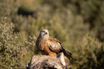 Fototapeta premium Red Kite (Milvus milvus) photographed in Spain