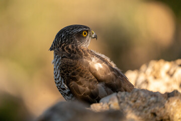 Common Sparrowhawk (Accipiter nisus) photographed in Spain
