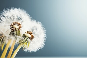 Close-up view of delicate dandelion seeds against a dark faded background showcasing intricate details