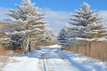 Snowy road through winter forest, sunny day