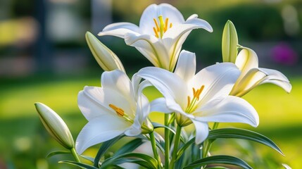 Fototapeta premium A close-up of delicate Easter lily petals with soft natural light.