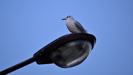 街灯とユリカモメ、浅草にて