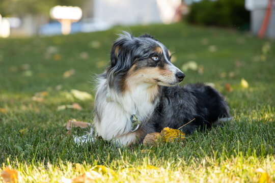 Mini Australian shepherd 