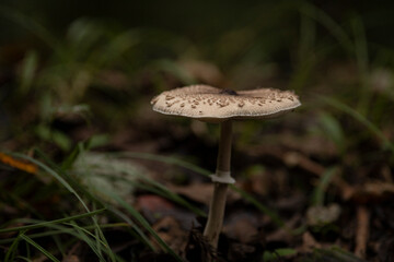 森の中で生えていたカラカサタケ