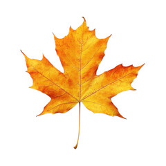 Obraz premium vibrant yellow maple leaf on a plain white background. showcasing its intricate veins and natural texture this representation highlights the beauty of autumn foliage. often used in design. art. or edu