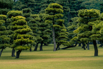 japanese garden with beautiful green trees, Pine bonsai at Tokyo, Japan.