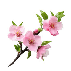 Naklejka premium a delicate branch featuring pink blossoms and vibrant green leaves. showcasing the beauty of nature in spring intricate details of the flowers and foliage. making it suitable for floral designs. natu