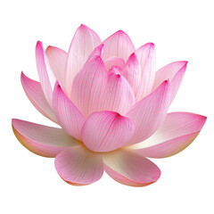 A delicate pink lotus flower isolated on a transparent background, showcasing its intricate petals and calming beauty, one pink lotus flower, file of isolated object on transparent background