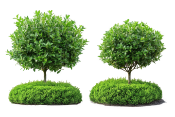 two lush. green trees. each with a rounded canopy. situated on circular patches of grass the trees are vibrant and healthy. showcasing a natural aesthetic ideal for landscaping or gardening purposes