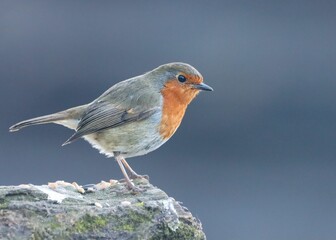 European robin on a mossy rock.