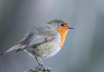 European Robin Perched on a Branch