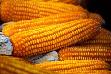 several ears of dried corn hanging against a light-colored background