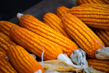 several ears of dried corn hanging against a light-colored background