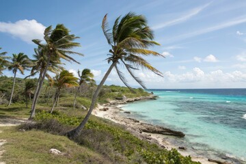 Fototapeta premium A beautiful coastal landscape in Cozumel with swaying palm trees and crystal-clear ocean, , clear blue ocean, island life, tropical beauty, cozumel island