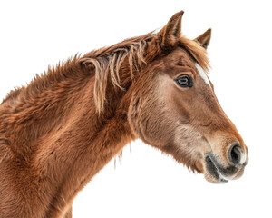 Horse face shot isolated on white background, Transparent cutout, fast brown stallion or pony head in farm