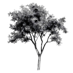 grayscale digital drawing illustrator young urban tree simple branching structure graphic novel water color style multiple line weights elevation vector drawing whi